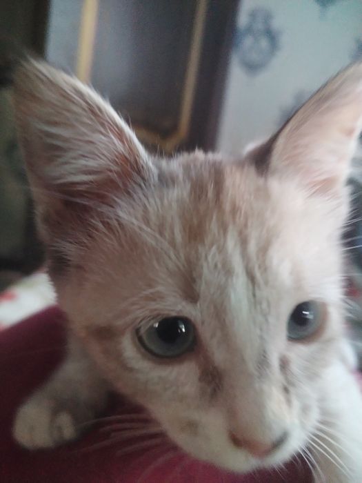 Кошечка и котик 3  месяца