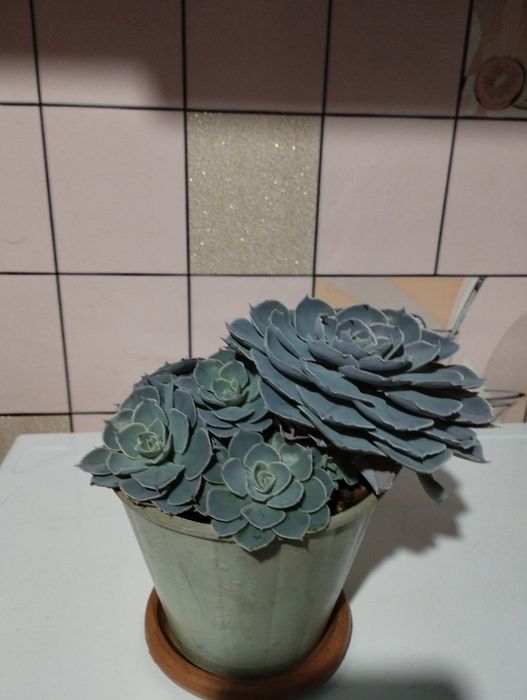 Каменная роза с детками