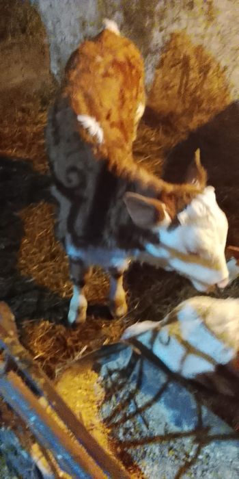 Vind o vacă de 6 Ani