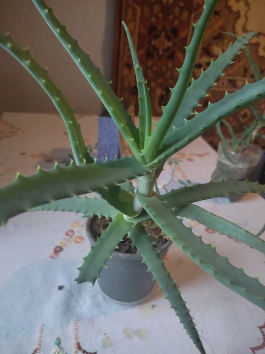 Продам Лечебное Алоэ