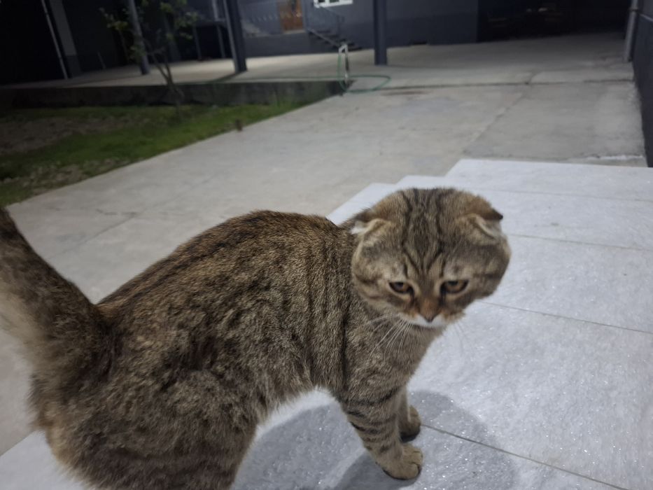Scottish Fold uy mushigi