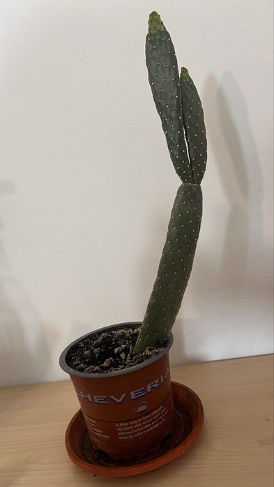 Cactuși și plante suculente de vânzare – în ghiveci