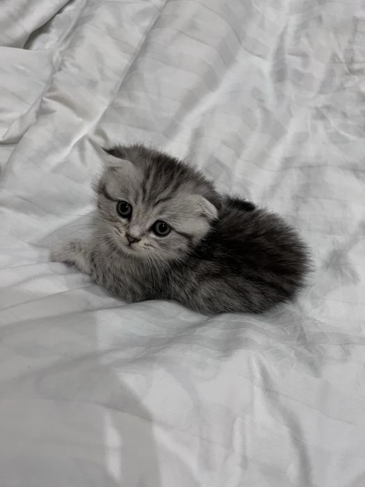 шотландская вислоухая кошка