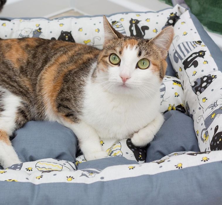 Лежаки для домашних питомцев