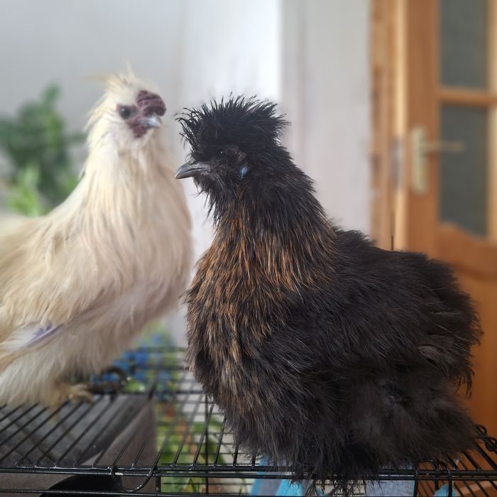 Китайские шёлковые куры