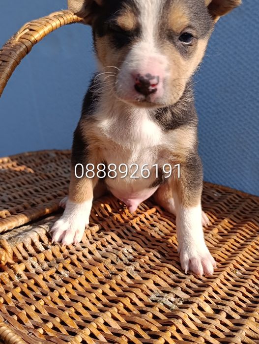 Нова,подобрена българска порода.Безплатна доставка и подарък