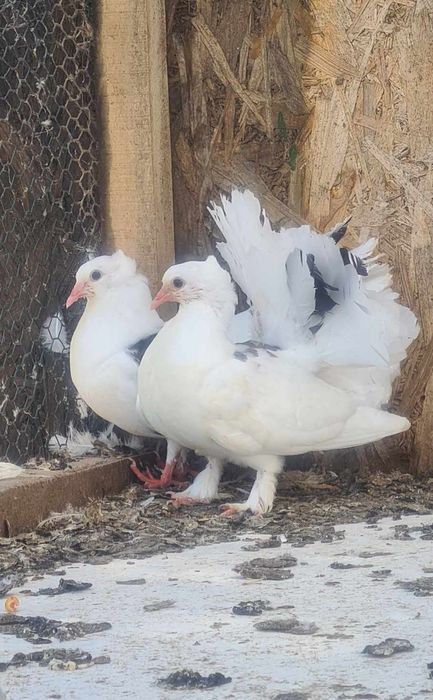 Vand porumbei Curcani motati si incaltati