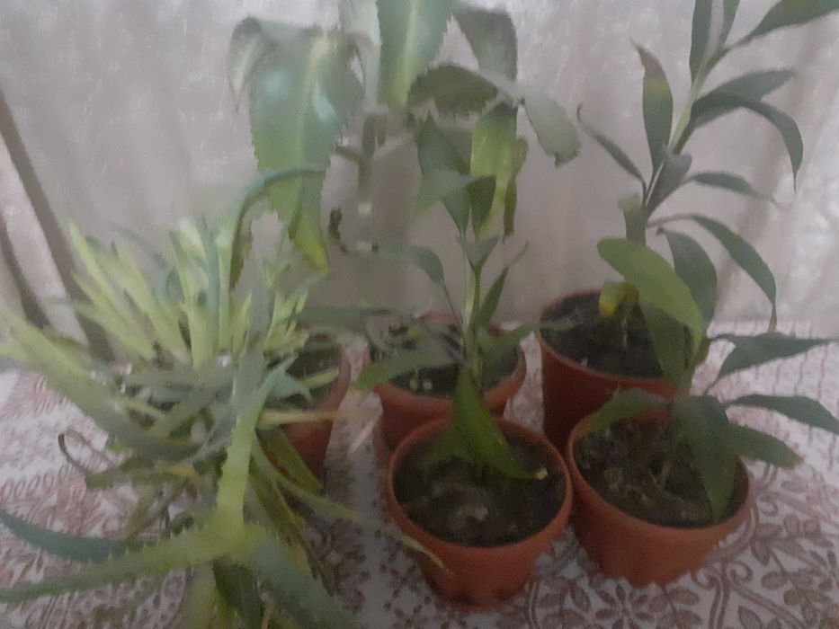 Цветы комнатные продам