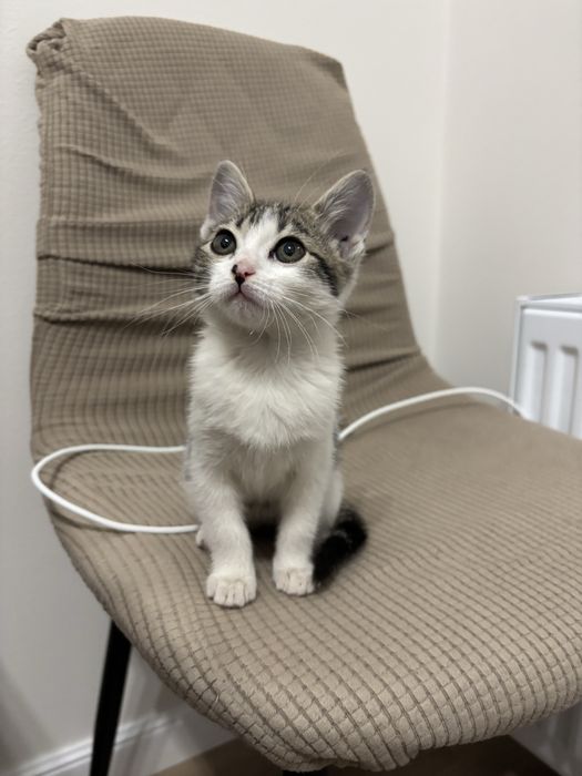 Котенок девочка 2 мес ищет ответственный дом