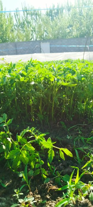 Har xil turdagi ishonchli koʻchatlar