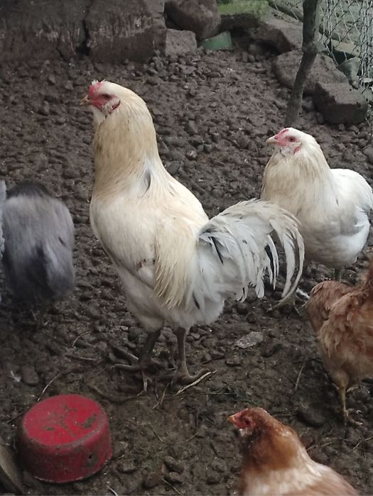 Cocosi diferite rase