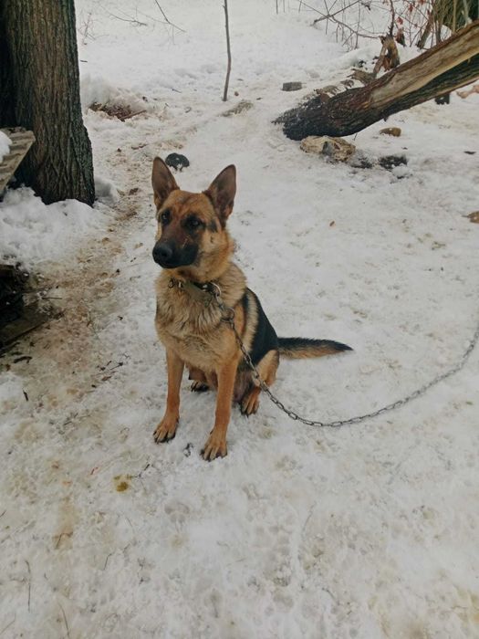 Продам щенков овчарки и лайки