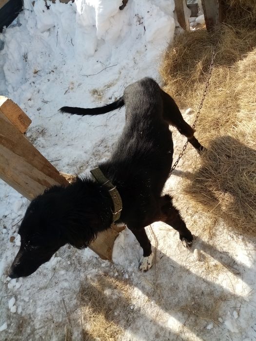 Шашак тазы кушик сатылады