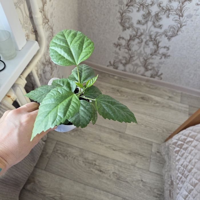 Комнатные цветы разные