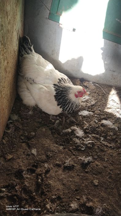 Брама  тухум сотилади