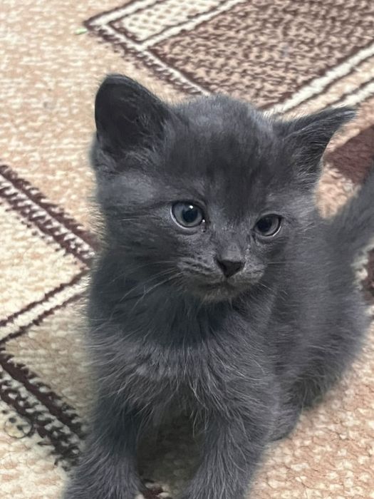 Отдам котят в добрые руки