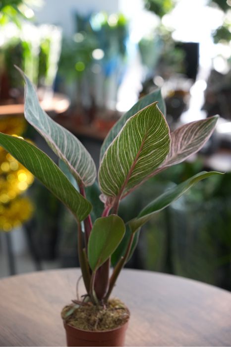 Фидодендрон Пинк бикини