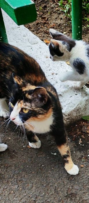 Отдам котят в добрые руки