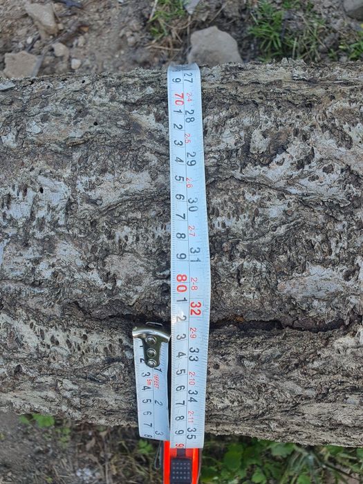 Buştean din lemn de cireş