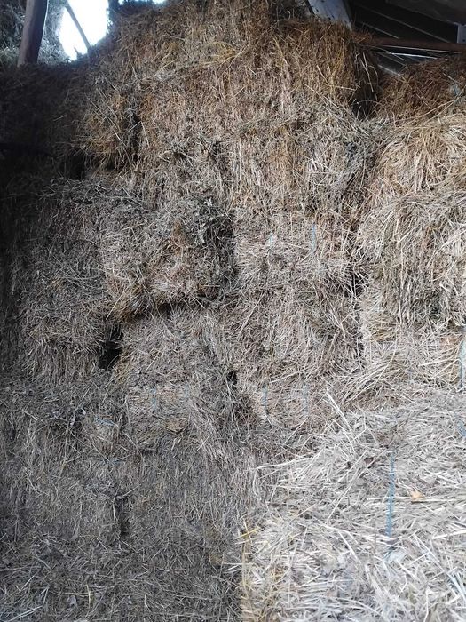 Vând baloți din fan de munte