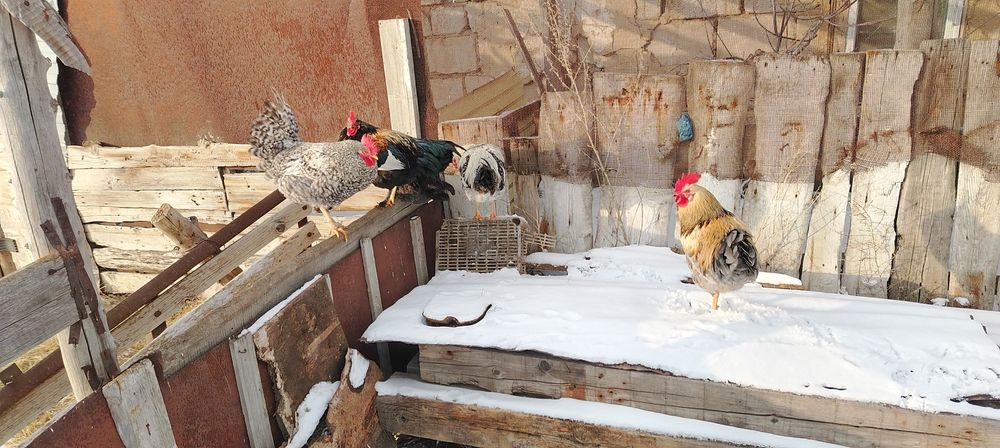 Продам петухов..