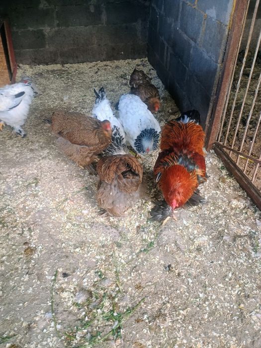 Găini brahma HD și potarnichiu de vânzare