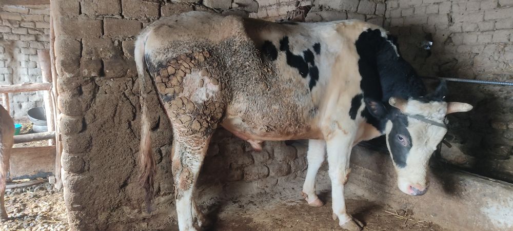 Nasilchilika buqa semintal sotiladi