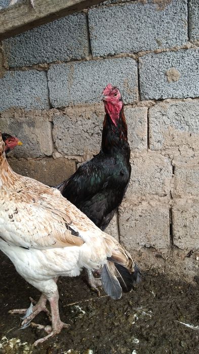 Бойцковый  Бабахы қораз/тауық 2+1