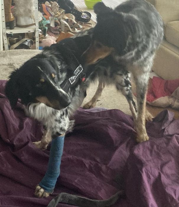 Кучета ловни откраднати /сетери