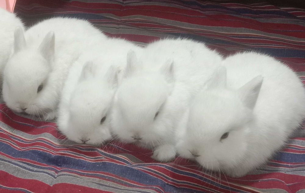 Крольчата, белые голубоглазые