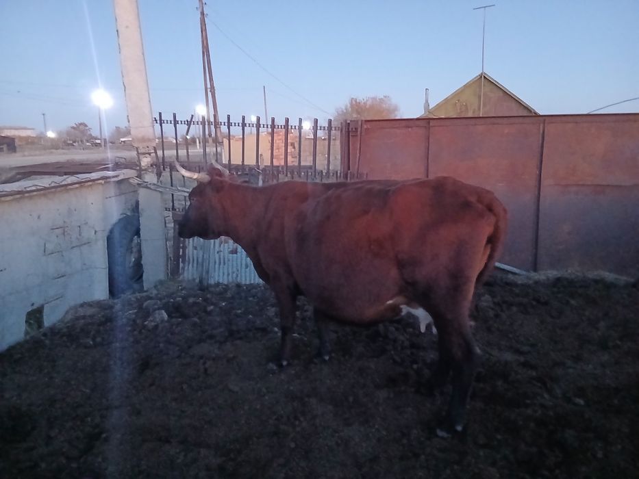 Сиыр сатылады 2 бас
