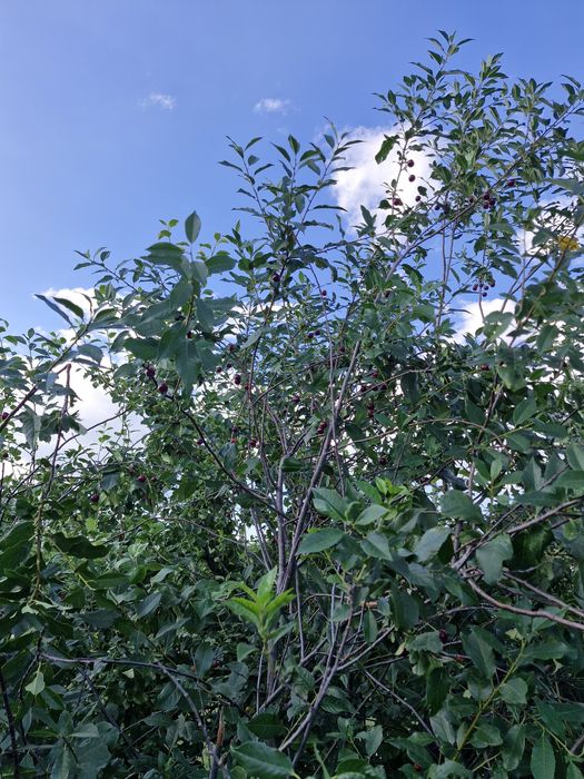 Продам дом все условия в доме есть