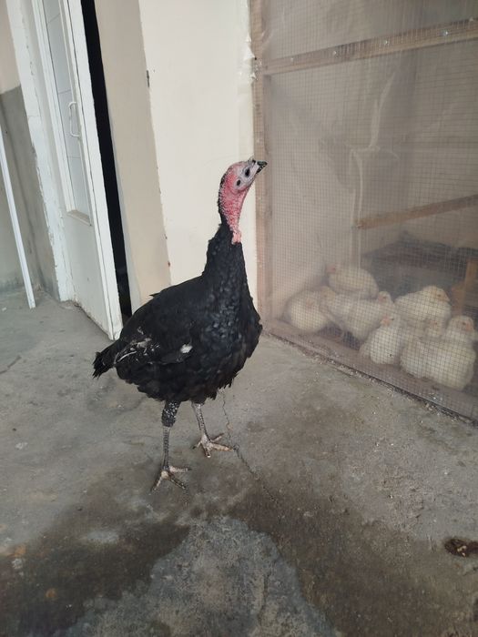 Bahorgi 7-8 oyli erkak kurka sotiladi