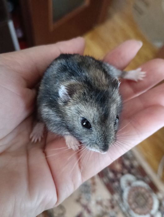 Veveriță gerbili și hamsteri pitici (băieței )