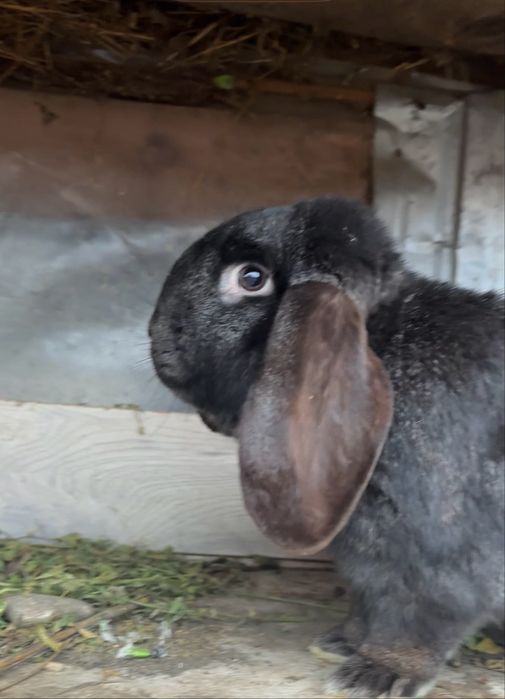 De vanzare berbec german