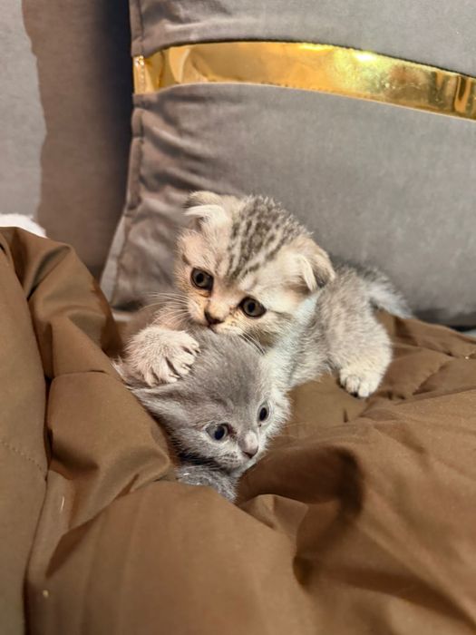 Шотланские шоколадки