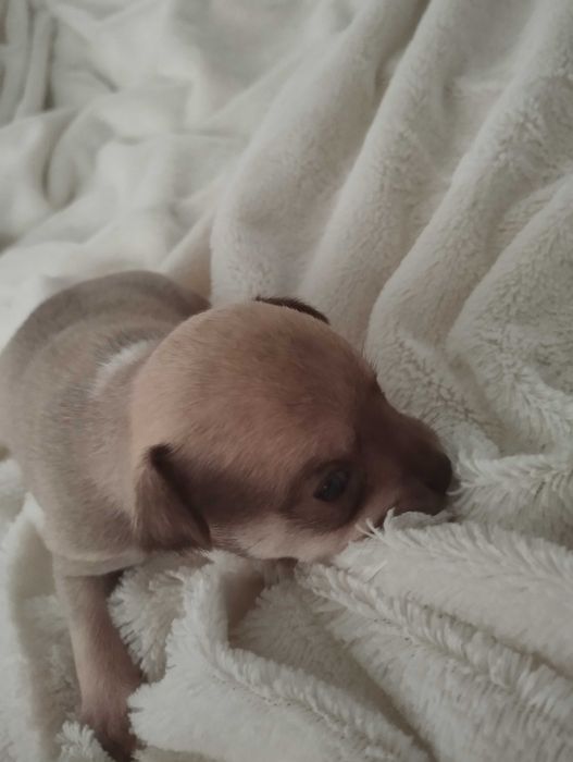 Чихуахуа щенки бронь