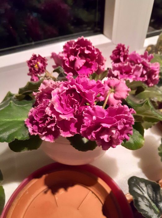 Фиалка сортовая выставочная.