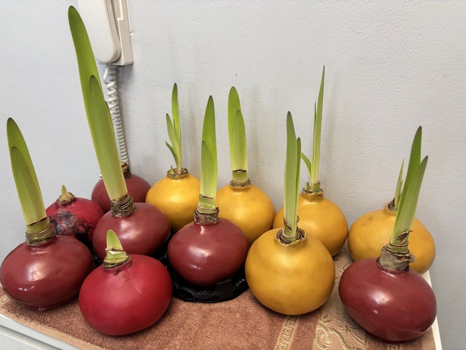 Луковицы Амариллиса. Свежие