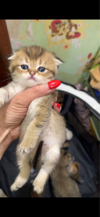 Продается котенок, от правильной вязки