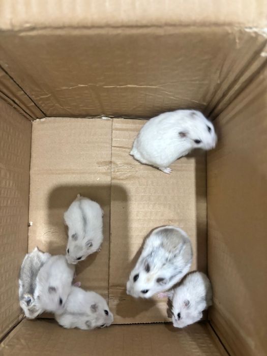 хомяки бесплатно