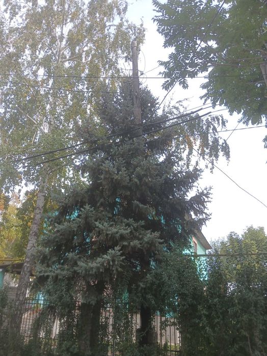 Голубая ель одна (высота 7 метров)