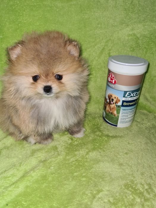 Продам очаровательных щенков шпица.