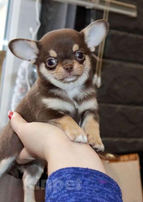 Щенки чихуашки в продаже