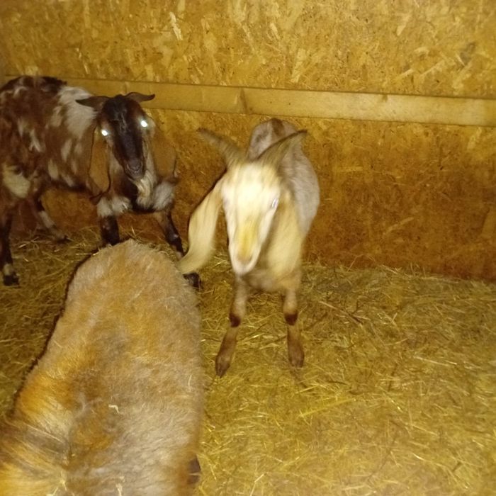 Vând iezi anglo nubieni, țap anglo nubian şi berbeac camerun