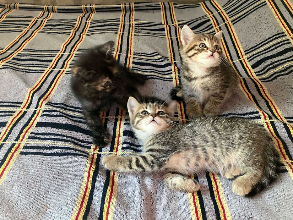 Отдам котят в добрые руки