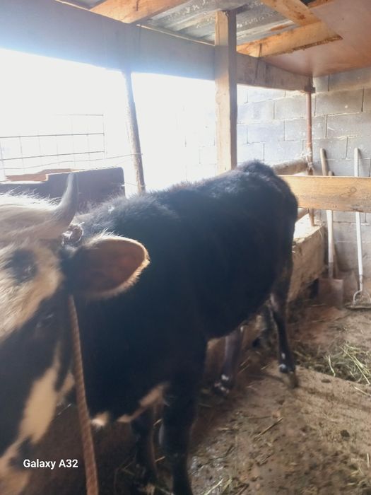 10 айлық таналар