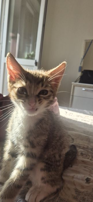Кошка или кот нз