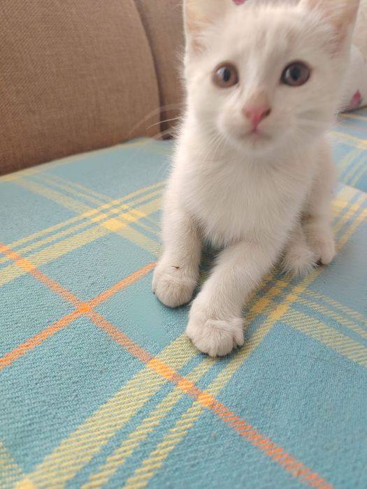 Котята 2-3 месяца