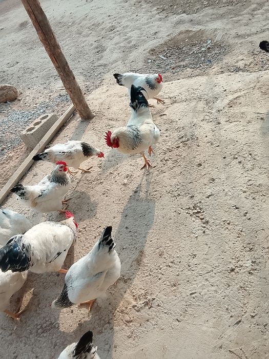 Қораз сатылады .